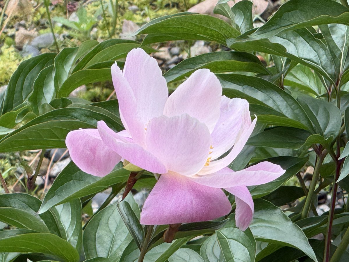 Splendeur_ginza's tweet photo. 素晴らしい京都と見どころ❣️芍薬の美しさに見惚れます https://t.co/Q5YOCigyp5