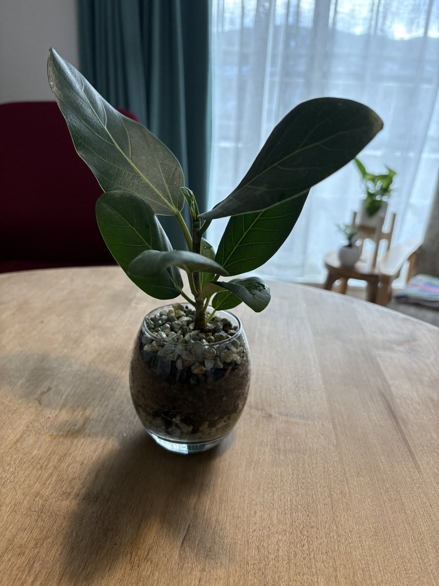 FINEOD_Cakes's tweet photo. 観葉植物始めました🪴 https://t.co/f7R1hJarNn