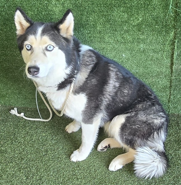 LancasterAnimalShelt tweet media