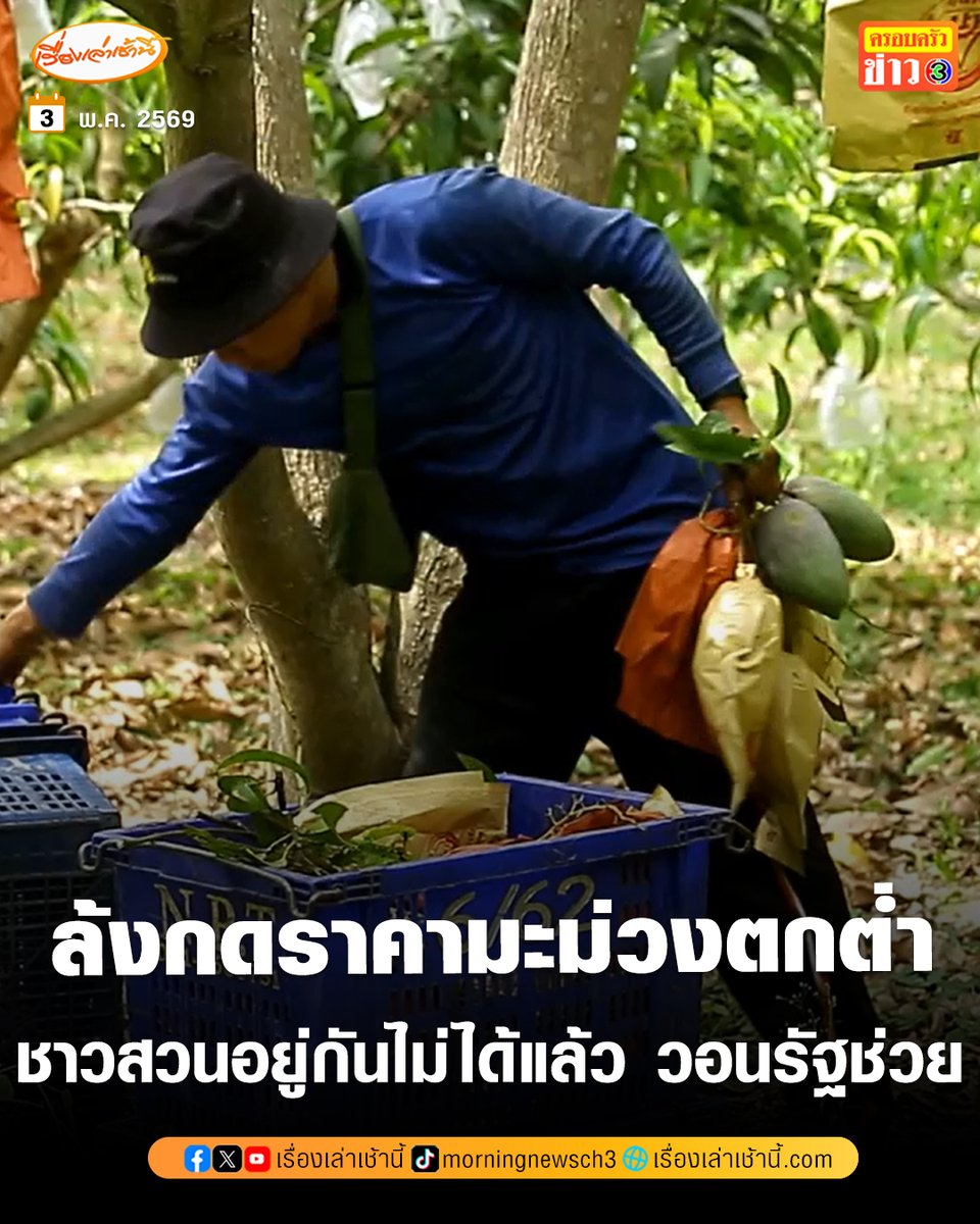 MorningNewsTV3's tweet image. ชาวสวนมะม่วงโวย ล้งกดราคาตกต่ำ เหลือกิโลกรัมละ 7-10 บาท แต่จำใจต้องขาย ดีกว่ามะม่วงเน่าคาสวน วอนรัฐบาลช่วยแก้ไข ตอนนี้ชาวสวนอยู่กันไม่ได้แล้ว

อ่านข่าว : ch3plus.com/news/social/mo…

#เรื่องเล่าเช้านี้ #ครอบครัวข่าว3 #ข่าวภูมิภาค #ลำพูน