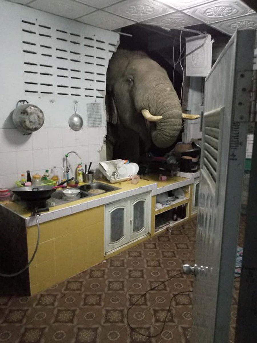 elephant tweet media