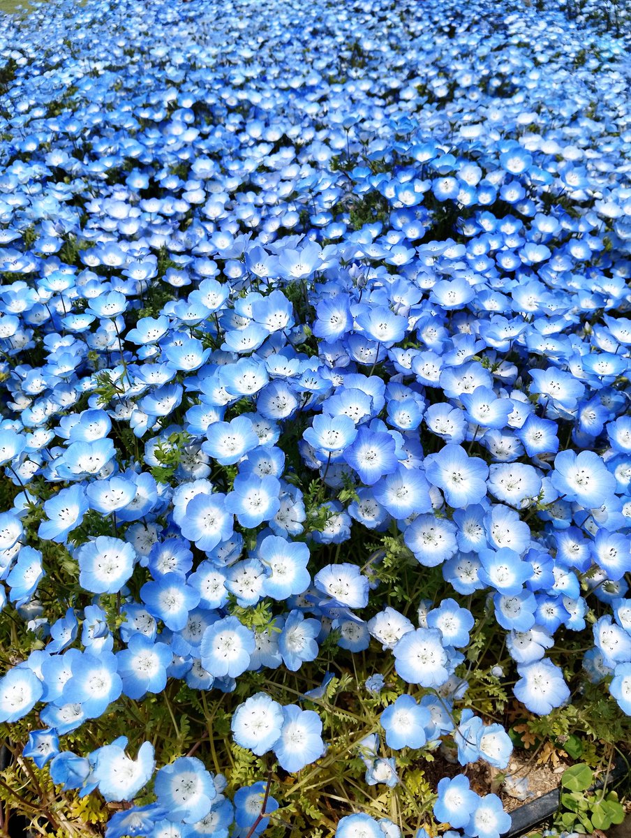 baraniwanohito's tweet image. すごーい！ネモフィラの海💙

#ネモフィラ