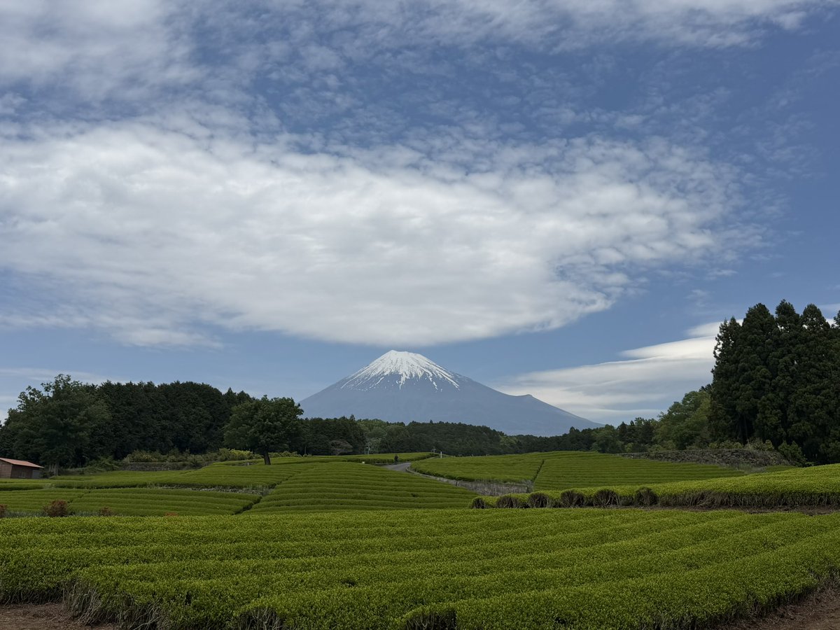 da_yama37kanade's tweet photo. お茶まつりに来ました、富士山がきれい https://t.co/lBbDAFovPo