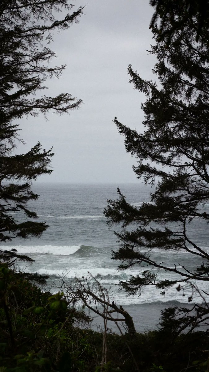 paths_waves's tweet image. waves through natural window 

pathsandwaves.com  

#ocean #waves #photography #oregoncoast #beach #forest