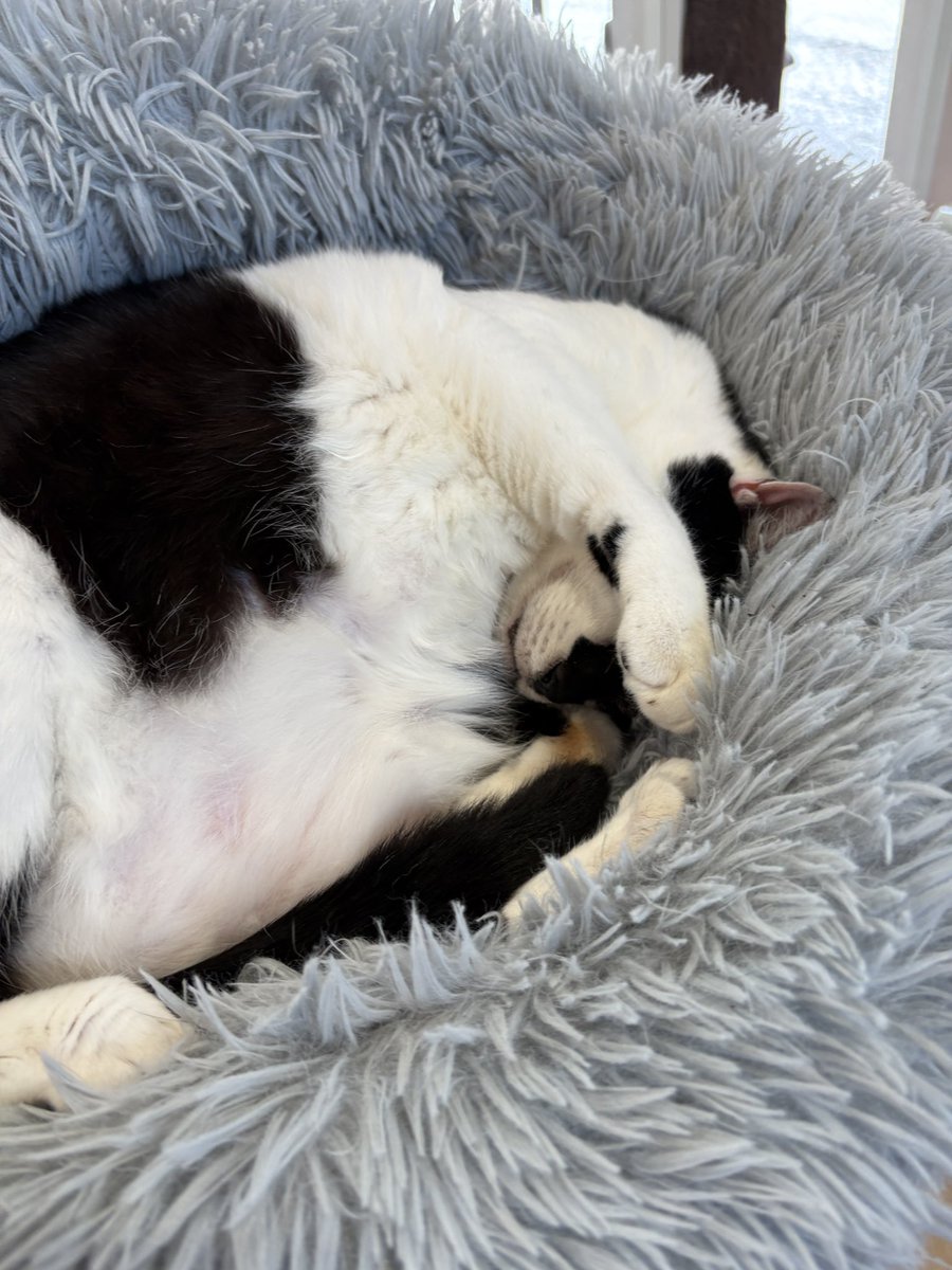 譲渡型保護猫Cafe あおねこ(新潟県田上町) tweet media