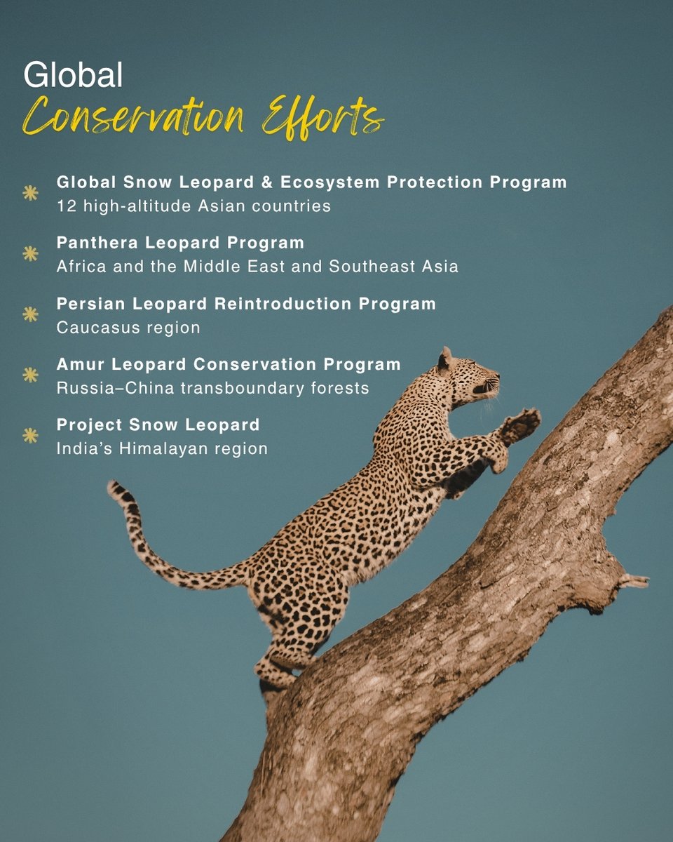 Sankala_India's tweet photo. Leopards are among the most adaptable big cats, known for their stealth, resilience, and remarkable versatility, found across dense forests and rugged mountains to grasslands and human settlements.

With their publication, the Big Cats Magazine, #SankalaFoundation, in collaboration with the International Big Cat Alliance, shares stories that amplify conservation voices and strengthen collective efforts to protect the seven big cats and their habitats.

On International Leopard Day, the focus moves beyond survival to the balance that makes coexistence possible.

Because saving leopards means saving ecosystems.

#InternationalLeopardDay #BigCats #SaveEcosystem #SaveWildlife