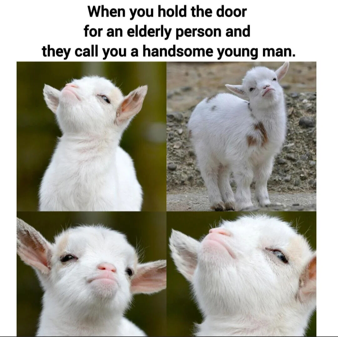 WholesomeMemes tweet media