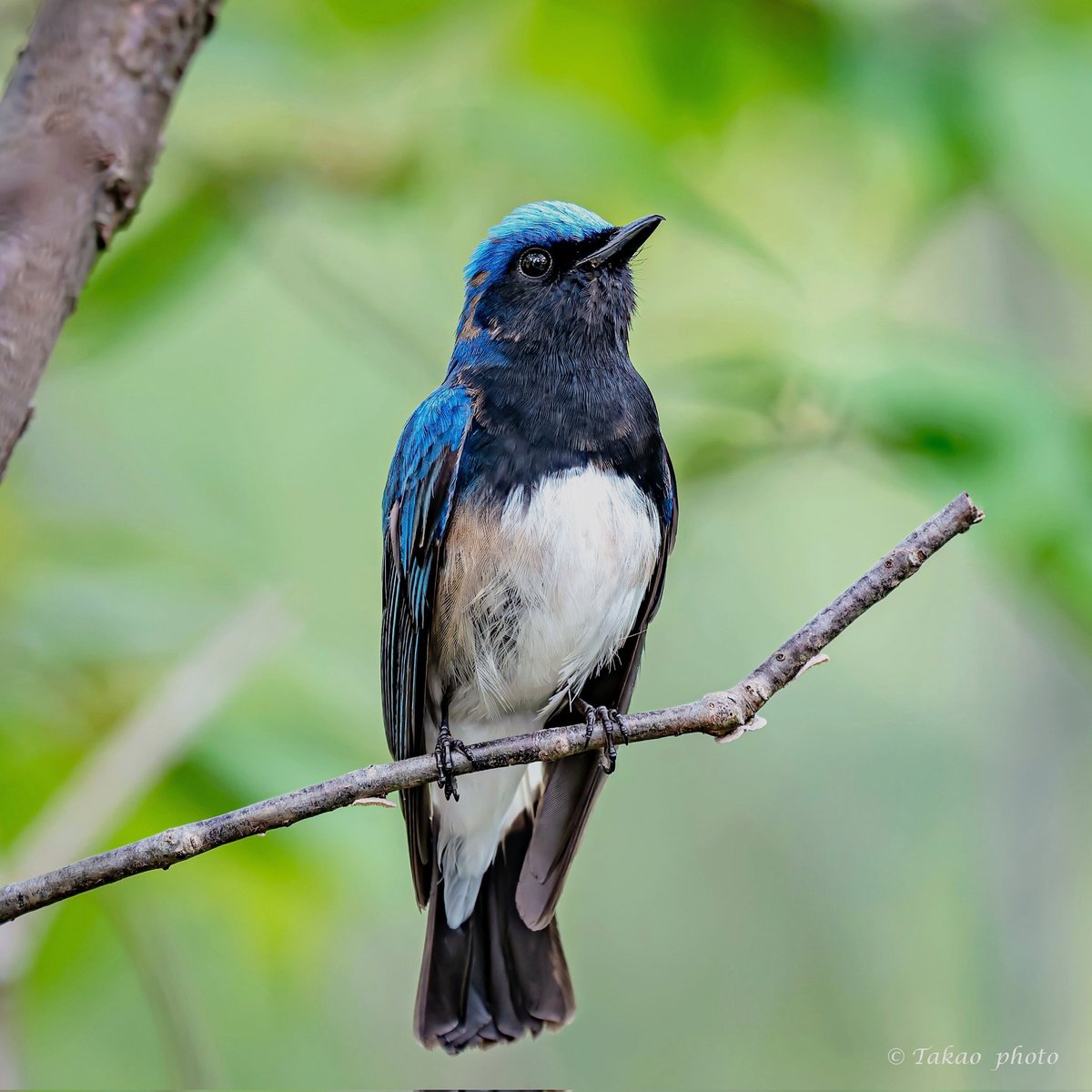 #オオルリ
#total_nature_japan_member
#best_moments_nature
#sony
#α1II
リアルタイム認識AF
SEL600F40GM
DxOPureRAW6