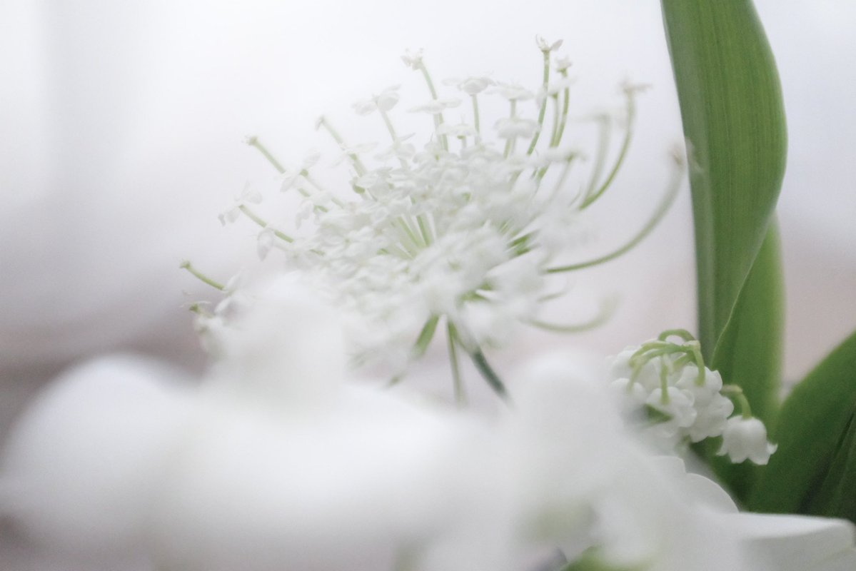 naka_mizugaki's tweet image. #photo #photography
#写真好きな人と繋がりたい
#写真撮ってる人と繋がりたい
#ファインダー越しの私の世界
#花のある暮らし