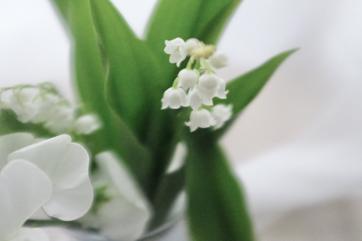 naka_mizugaki's tweet image. #photo #photography
#写真好きな人と繋がりたい
#写真撮ってる人と繋がりたい
#ファインダー越しの私の世界
#花のある暮らし
