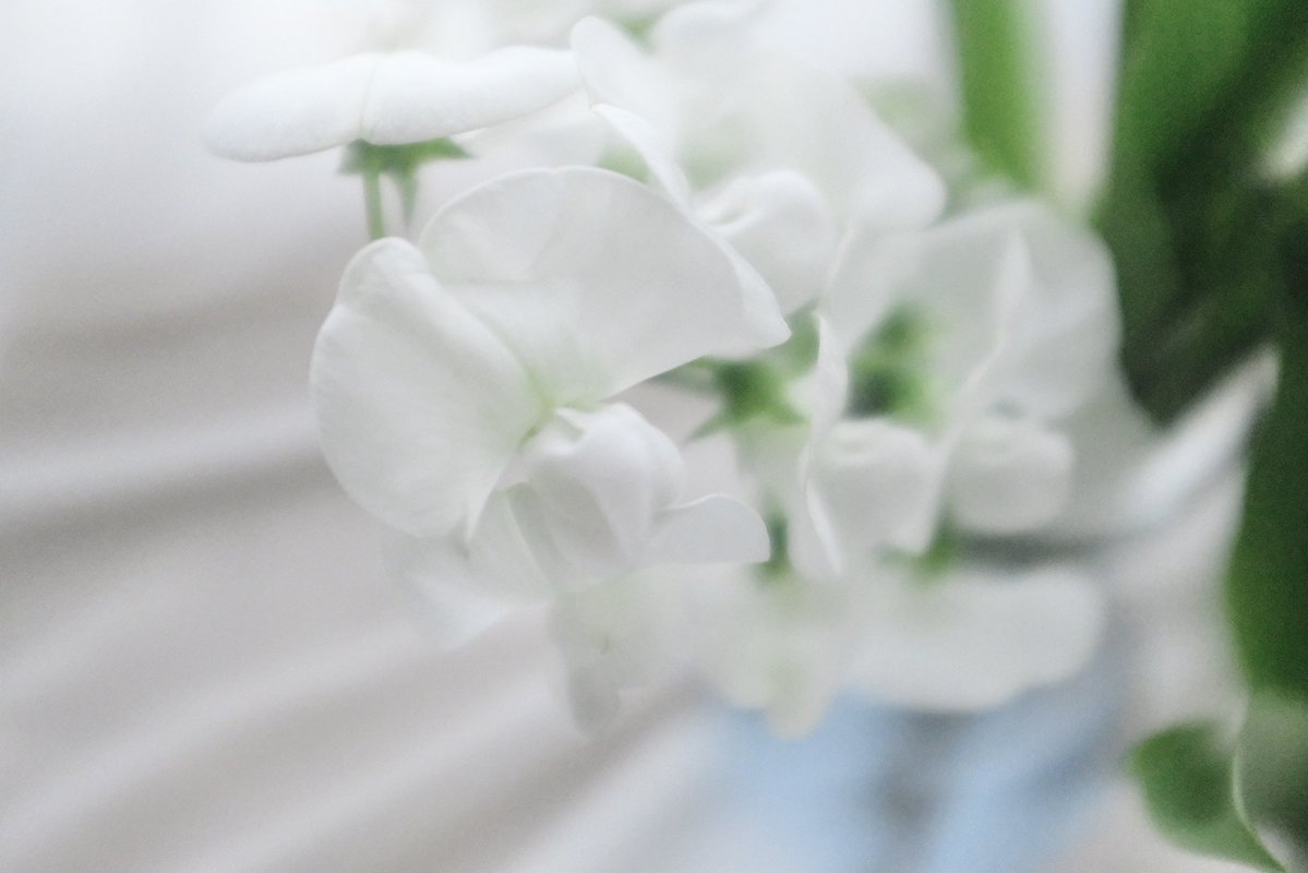 naka_mizugaki's tweet image. #photo #photography
#写真好きな人と繋がりたい
#写真撮ってる人と繋がりたい
#ファインダー越しの私の世界
#花のある暮らし