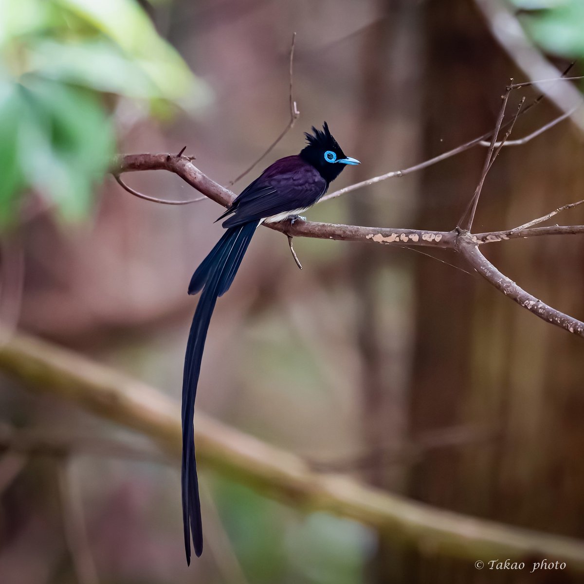 #サンコウチョウ
#total_nature_japan_member
#best_moments_nature
#sony
#α1II
リアルタイム認識AF
SEL600F40GM
DxOPureRAW6