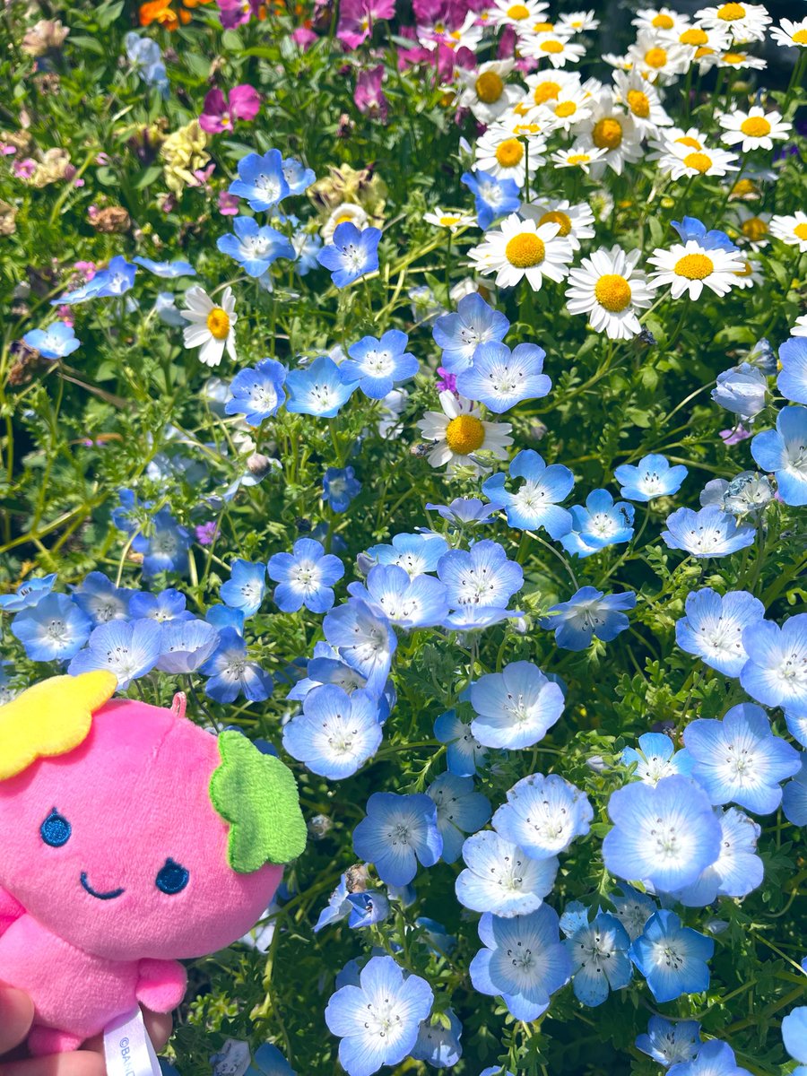 えびちゃん tweet media