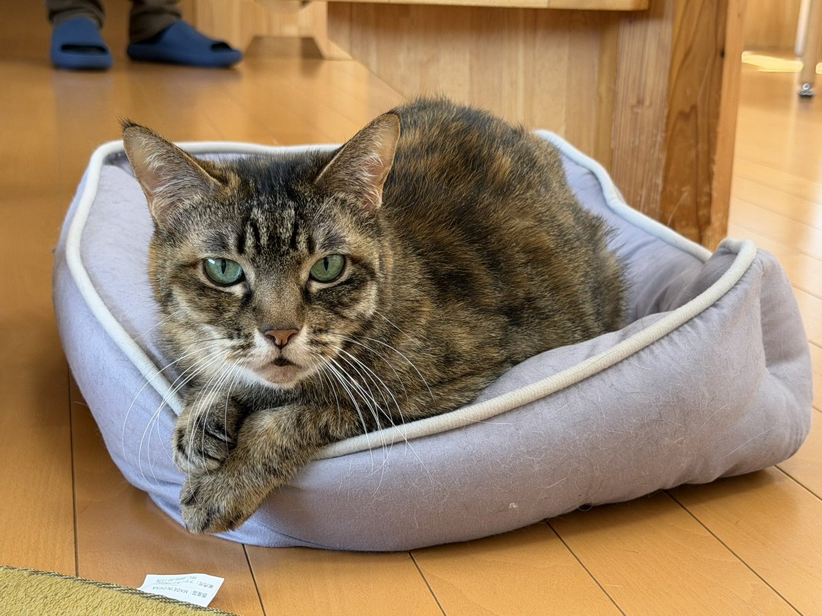 猫カフェ福ねこ@福井 tweet media