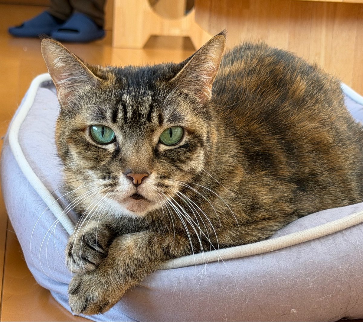 猫カフェ福ねこ@福井 tweet media