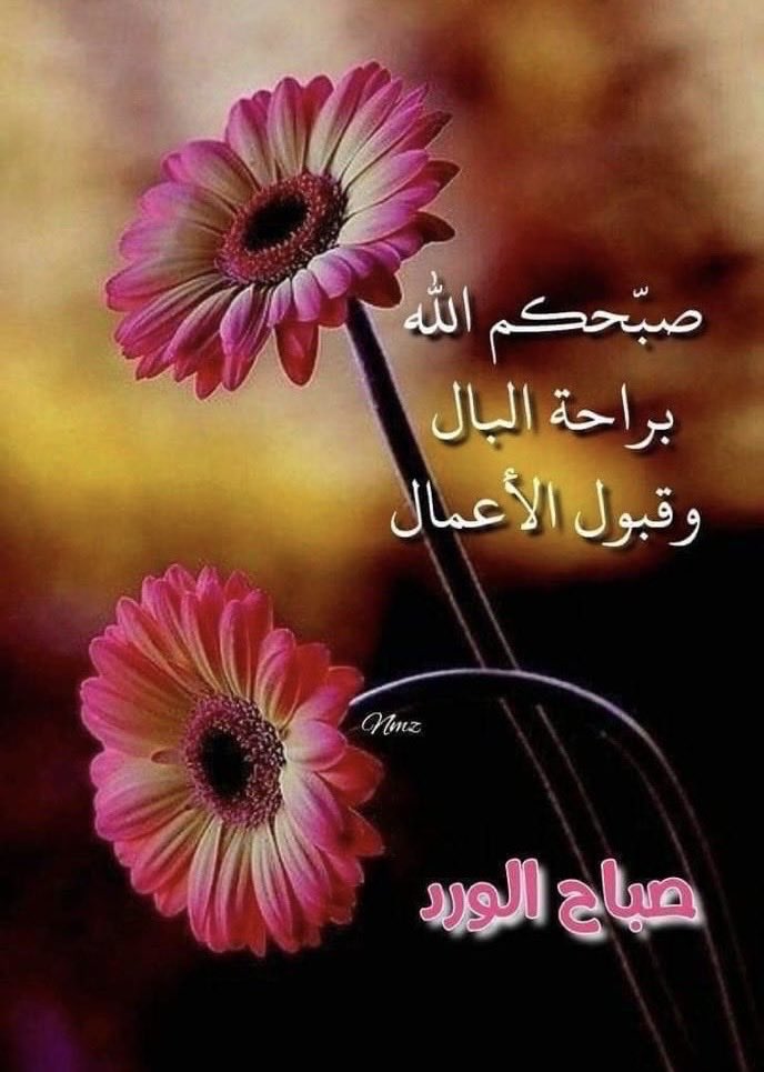 احمد المالكى tweet media