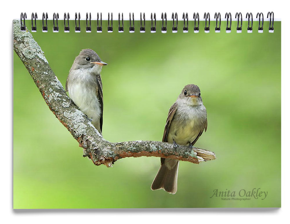 alophoto1's tweet image. "Picture Perfect Pewees II" by Anita Oakley, Nature Photographer. These gorgeous Eastern Wood-Pewees deserve another portrait! #ChristianArtist #ArtforSale #Inspirational #NaturePhotography #GiftIdeas #art4sale #natureartist #buyartonline #birders fineartamerica.com/featured/pictu…