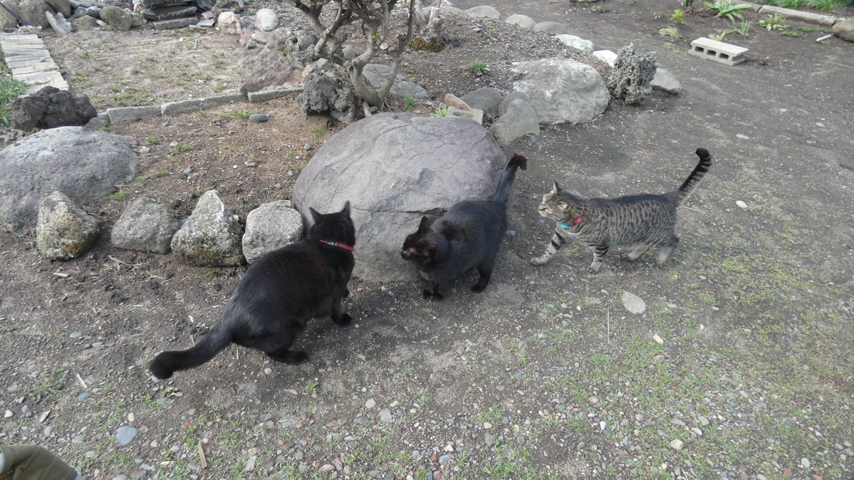 まびん＆ノワールとその仲間たち🐈‍⬛🕊 tweet media