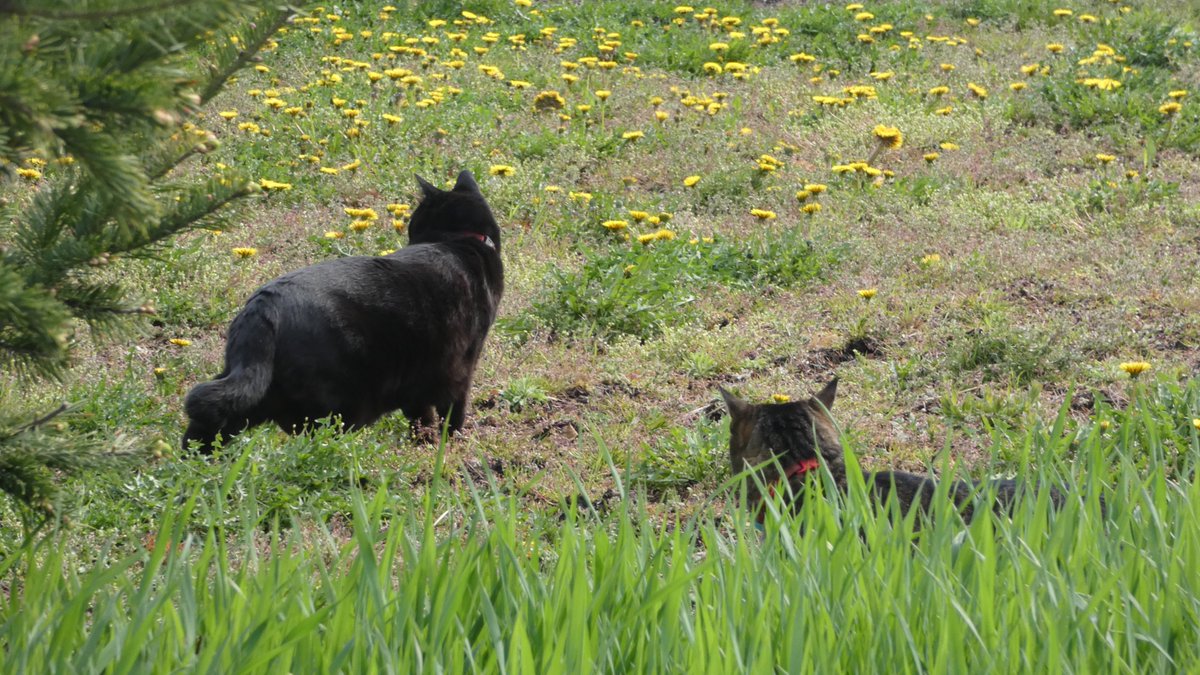 まびん＆ノワールとその仲間たち🐈‍⬛🕊 tweet media