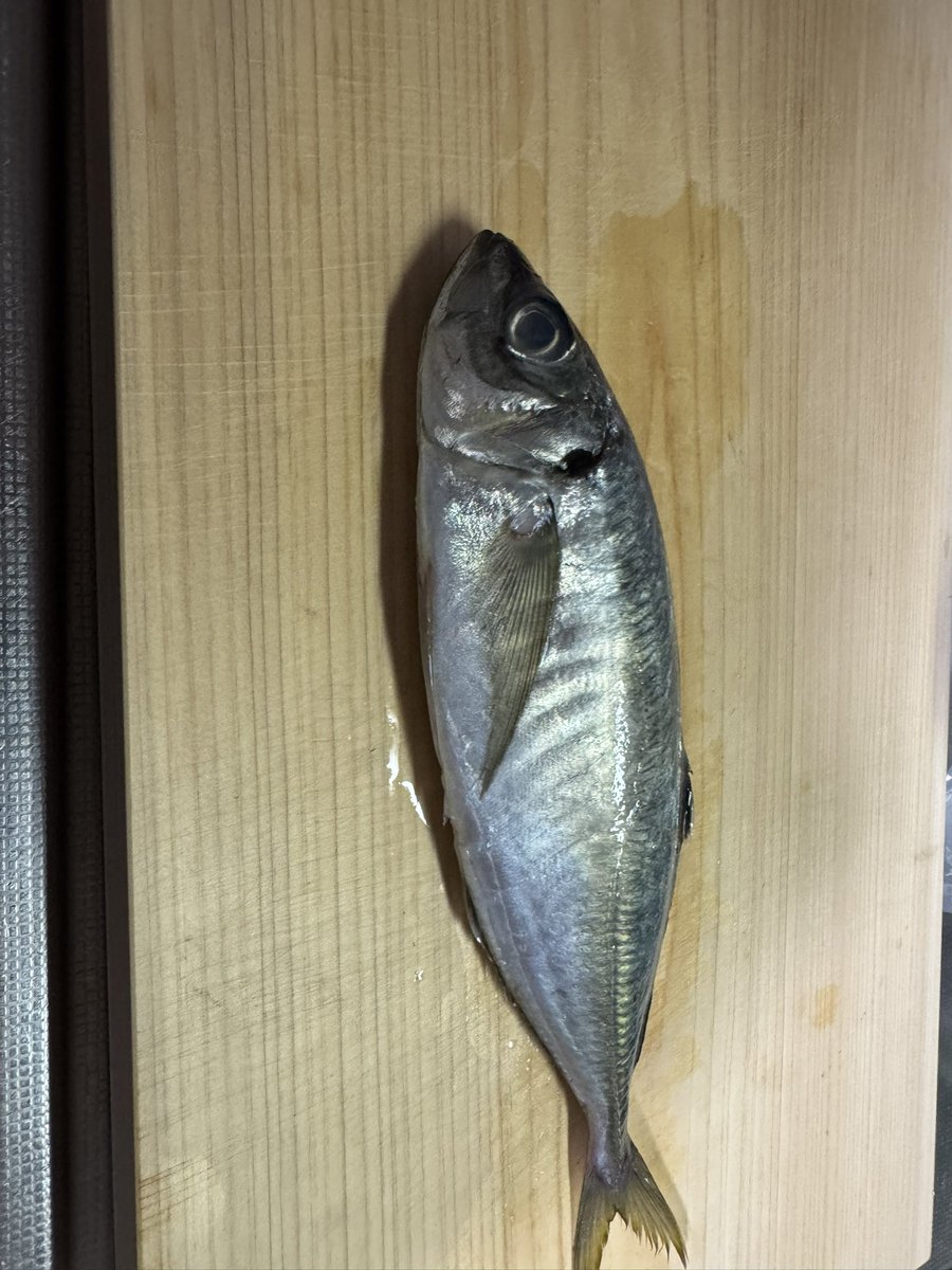 typemazo's tweet photo. 鯵が安かったから買ってきた。
5尾600円。

脂乗りまくりで刺身もなめろうもめちゃんこ美味かった。 https://t.co/WnQyTZwxtJ