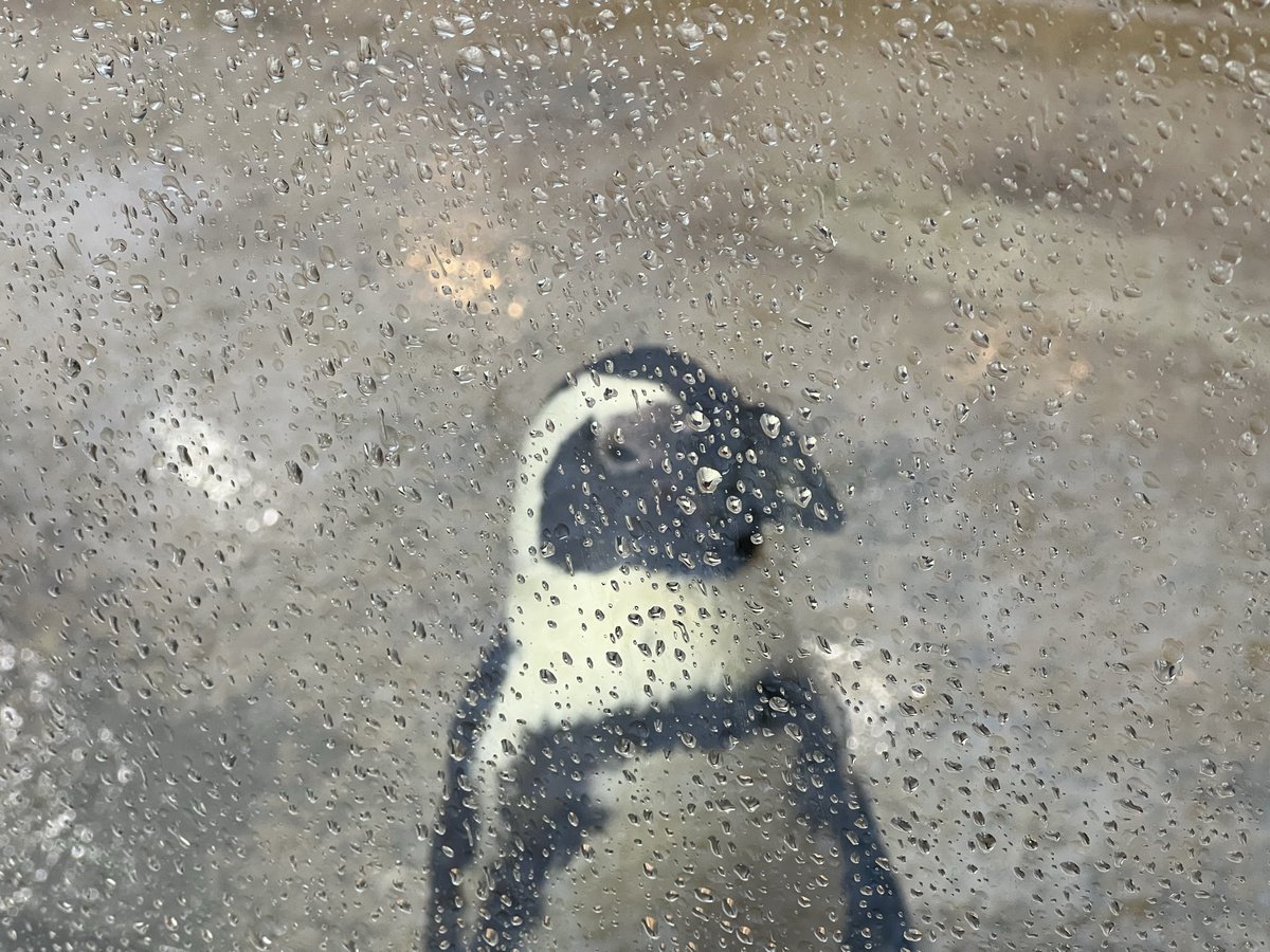 ☆ペンギン☆ tweet media