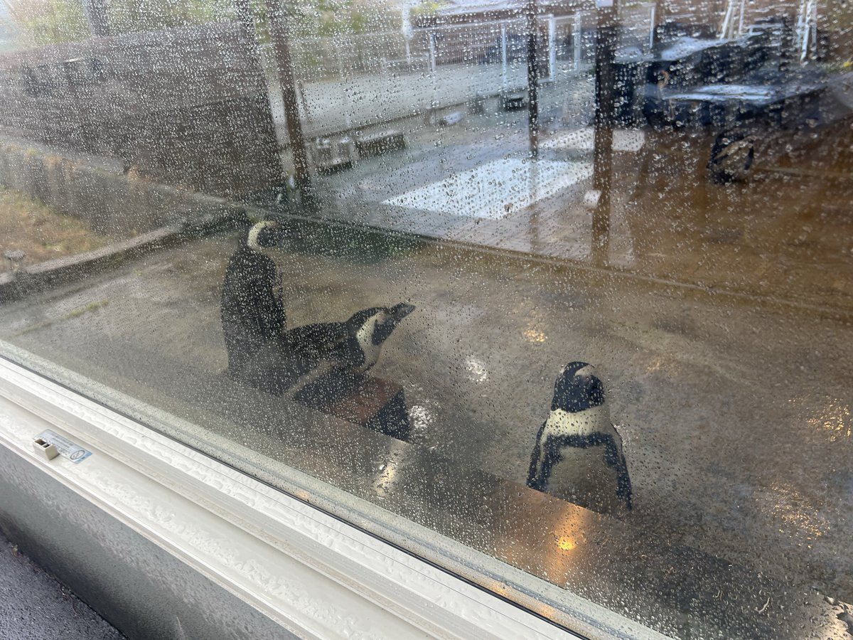 ☆ペンギン☆ tweet media