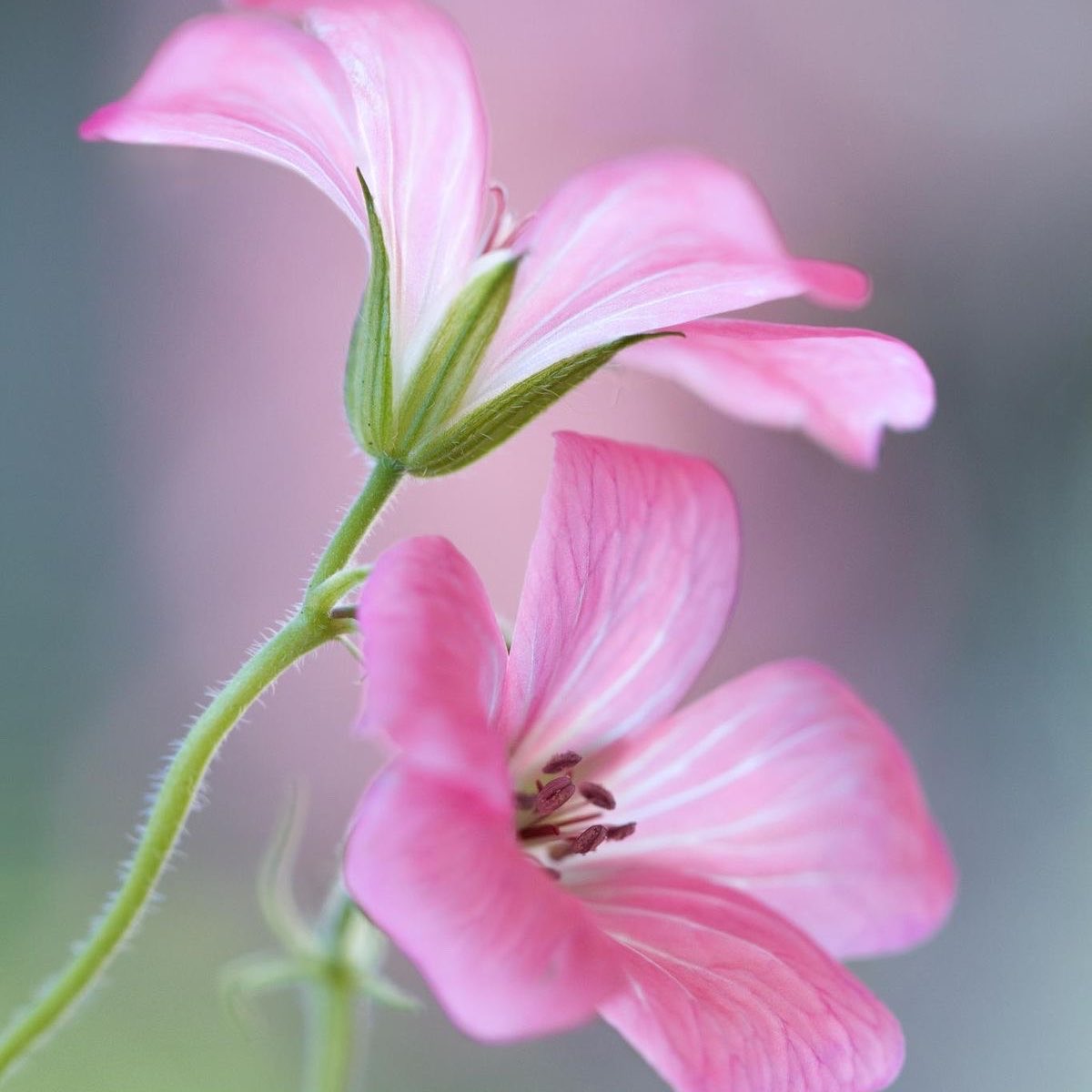 Rosy ¸¸.•°❥ tweet media