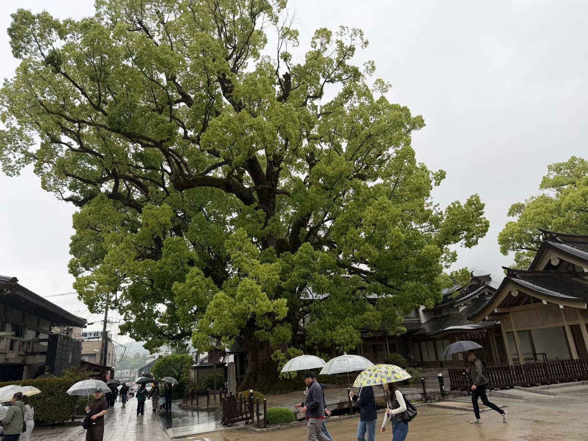 tonsyolive's tweet photo. 太宰府天満宮にお参りしてきました！
#とんこつの蓮ノ空6th旅 https://t.co/5cQJbo3C45