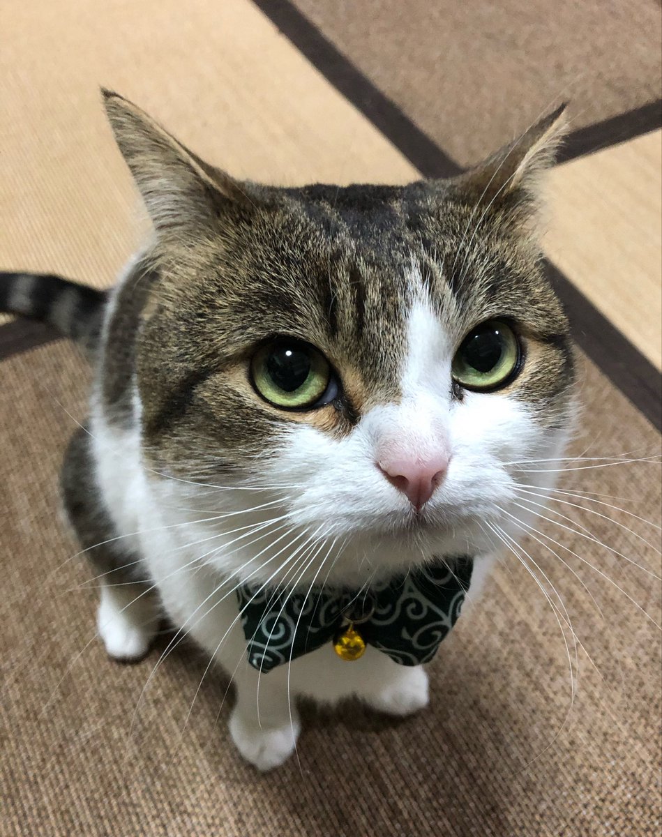 ニコちゃんとこたろう先生とトロとわさび姐さん tweet media