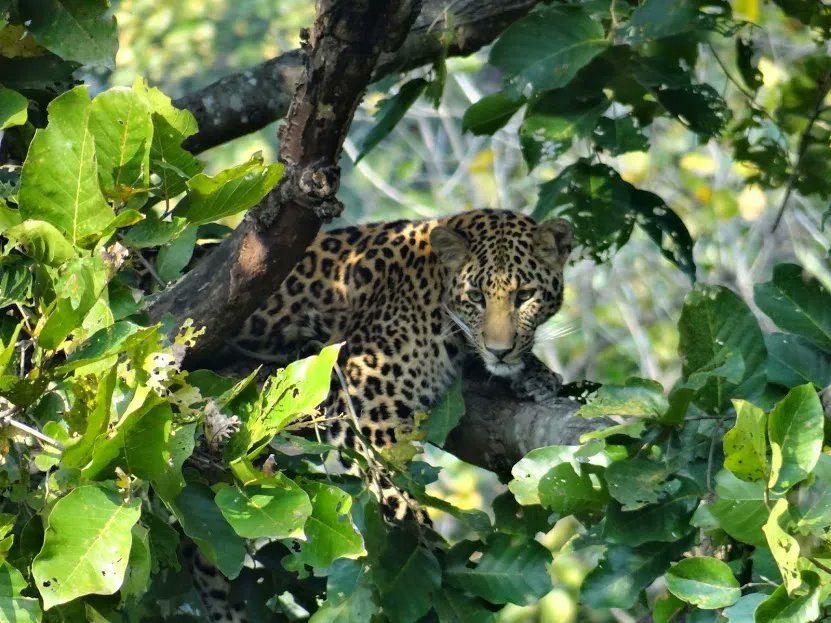 India has more leopards than any country on earth — 13,874 counted. It has no national policy for leopards living outside protected areas. No mandatory crossings on roads through leopard corridors. On #InternationalLeopardDay, IWN asks: what does India actually plan to do with