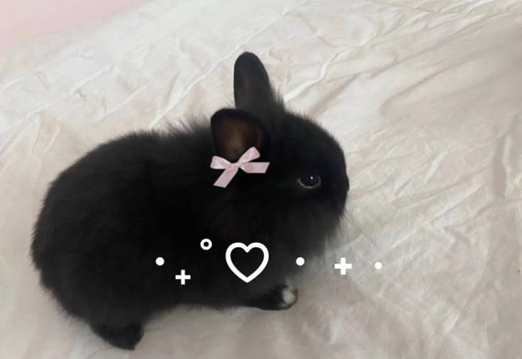 Bunnies tweet media
