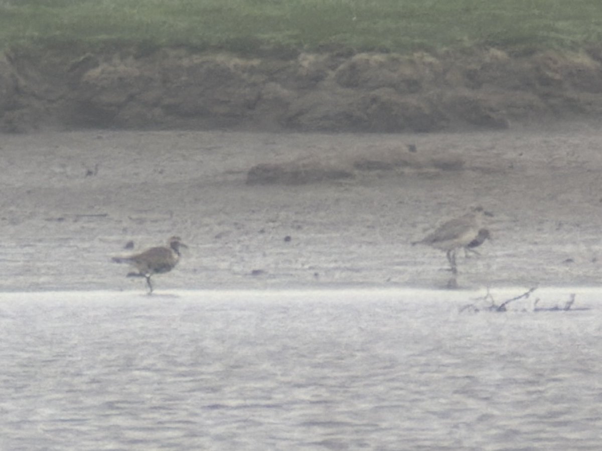 DarbyBug's tweet photo. AGP still at Banks Marsh this morning in awful weather. A lot more waders today inc Curlew Sand and at least 40 Grey Plover so some nice comparisons despite the horizontal rain https://t.co/i1hOSOwIW6