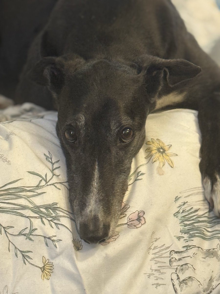 Paddy the Greyhound tweet media