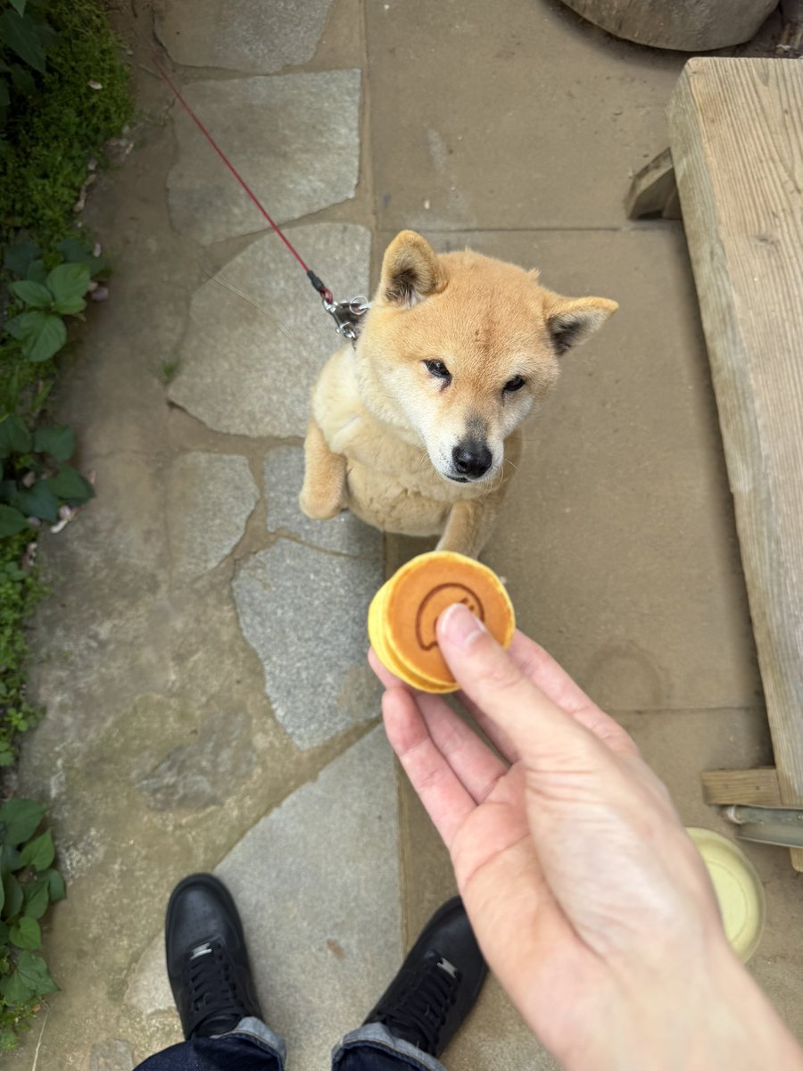 犬用のどら焼きに興味深々