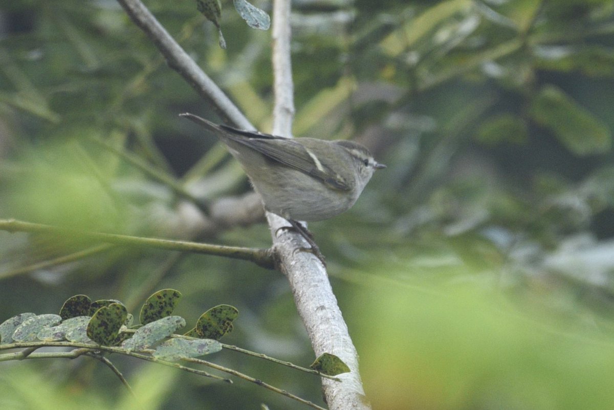 arvindkhanna's tweet image. Small, subtle, and absolutely worth the wait. 🌿 There's something so peaceful about watching these little warblers go about their day. #NaturePhotography #BirdsOfX #Peaceful #indianbirds
