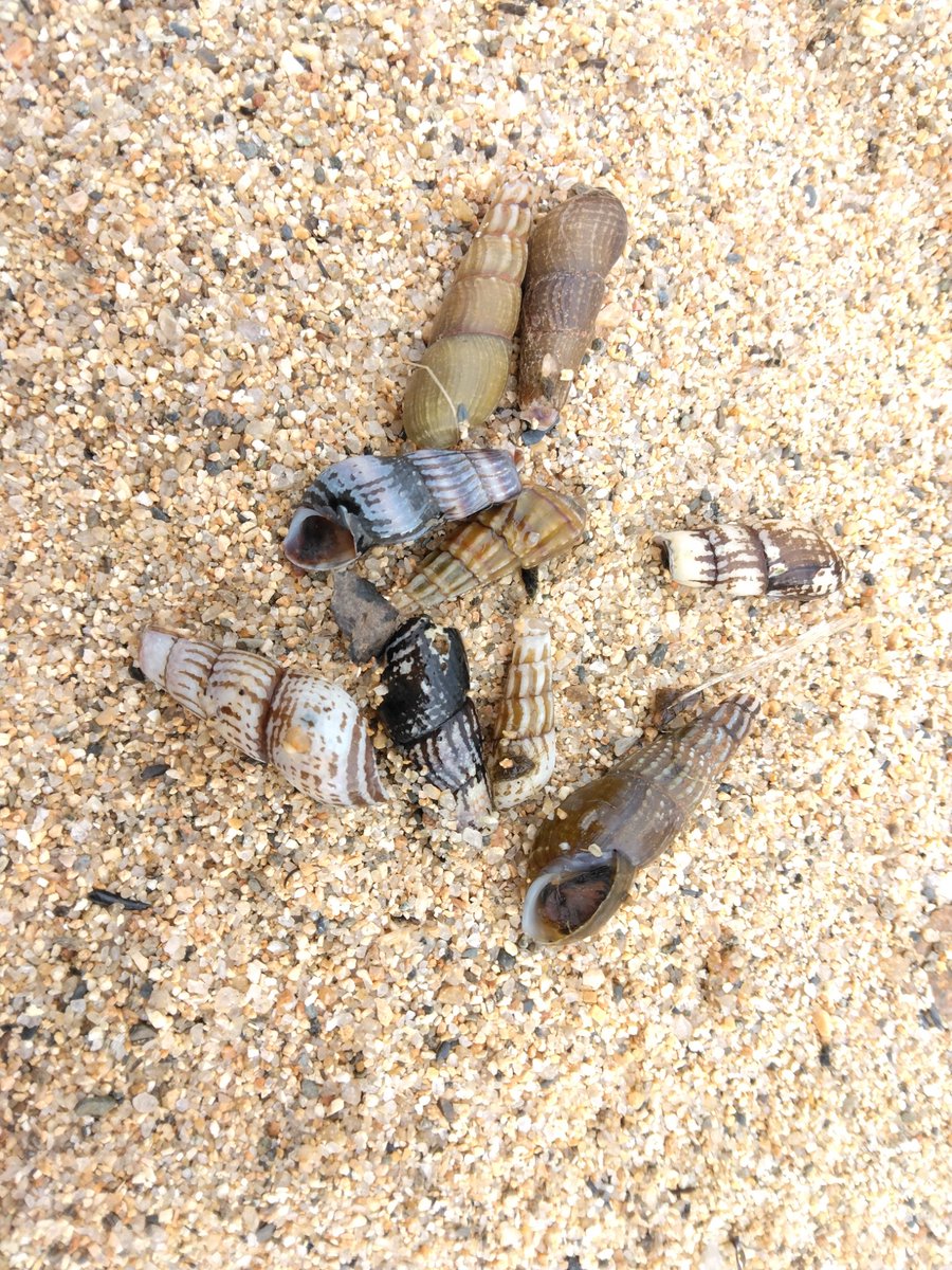 琵琶湖北西岸の貝。カワニナほ日本に19種類、そのうち18種は琵琶湖に