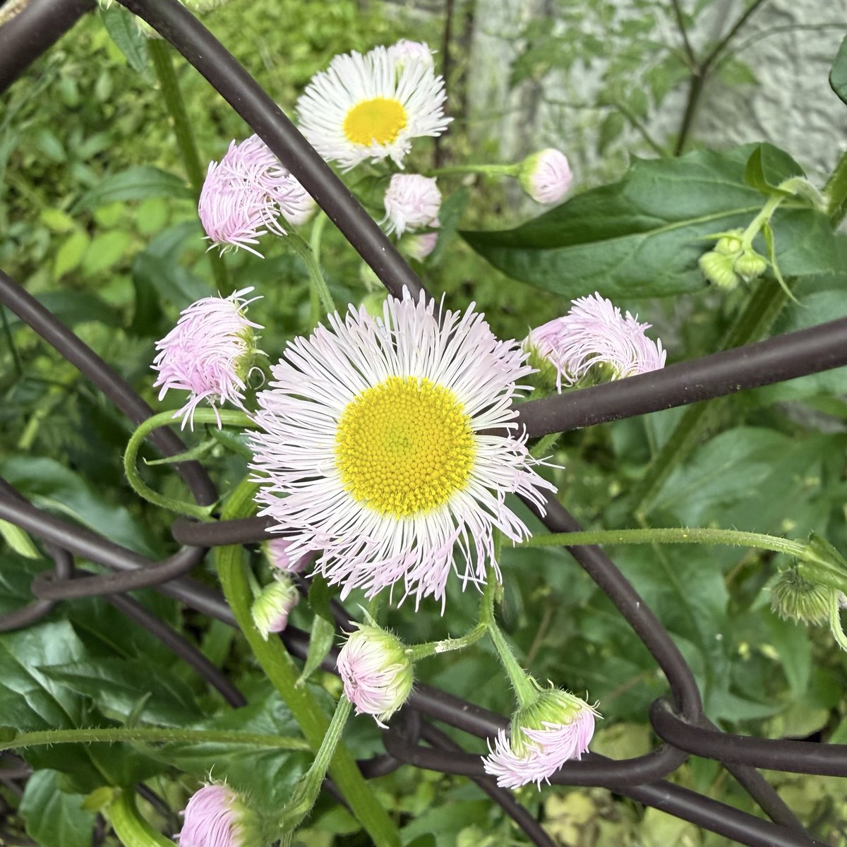 okuchan8115's tweet photo. 朝の3推し花 https://t.co/d5RMYvfld4