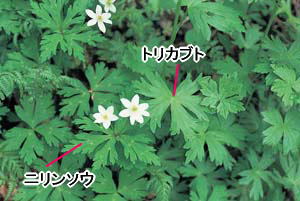 白いコップ tweet media