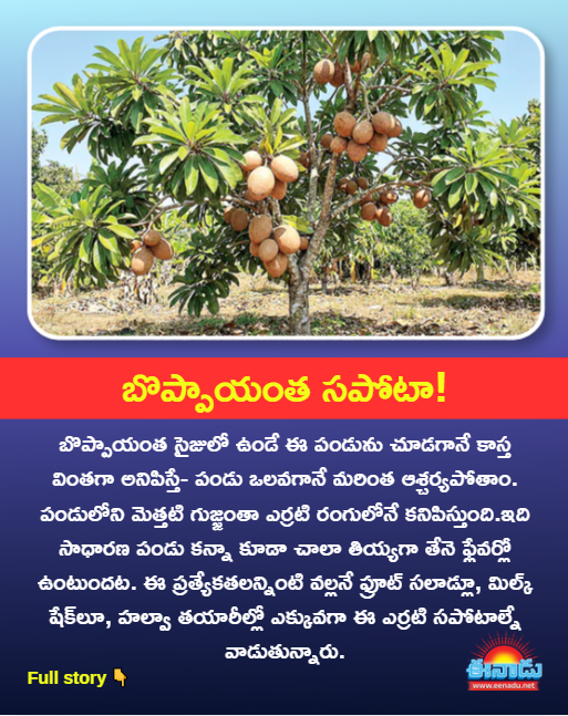 eenadulivenews's tweet image. #sundaymagzine #Eenadu