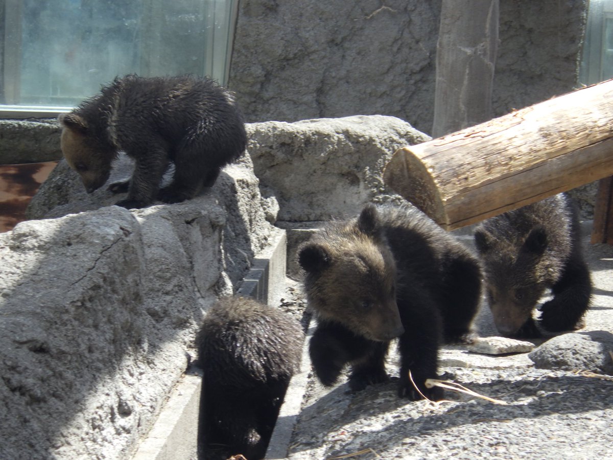 のぼりべつクマ牧場 公式 tweet media