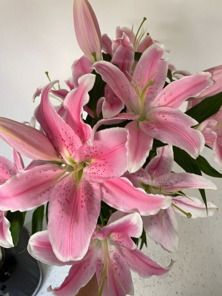 bloomelle tweet media