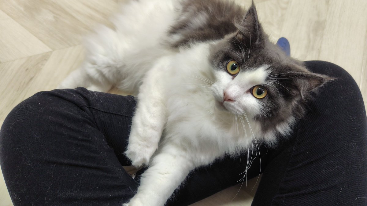 amipaaizu's tweet photo. こんにちは☀️
昨日の肌寒さとはうってかわって今日は蒸し暑いくらいですが、猫スタッフ達は元気いっぱい😄

ジャンくん、キャットタワーのおもちゃに興味を持ったようで、朝から一匹で夢中で遊んでました❤
ハッチはスタッフのお膝でまったり♪ https://t.co/ha4Hscflfv