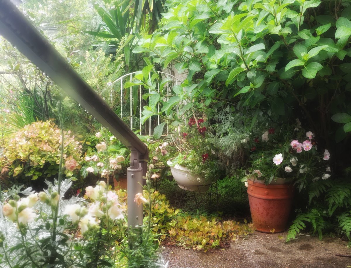 雨月シノブ tweet media
