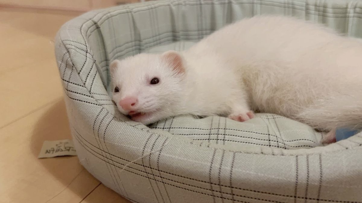 vali˚࿔ hyunho tweet media