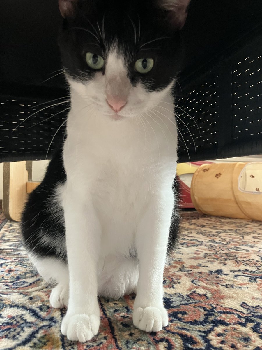 保護猫カフェ 猫の館ME◎人スタッフ tweet media