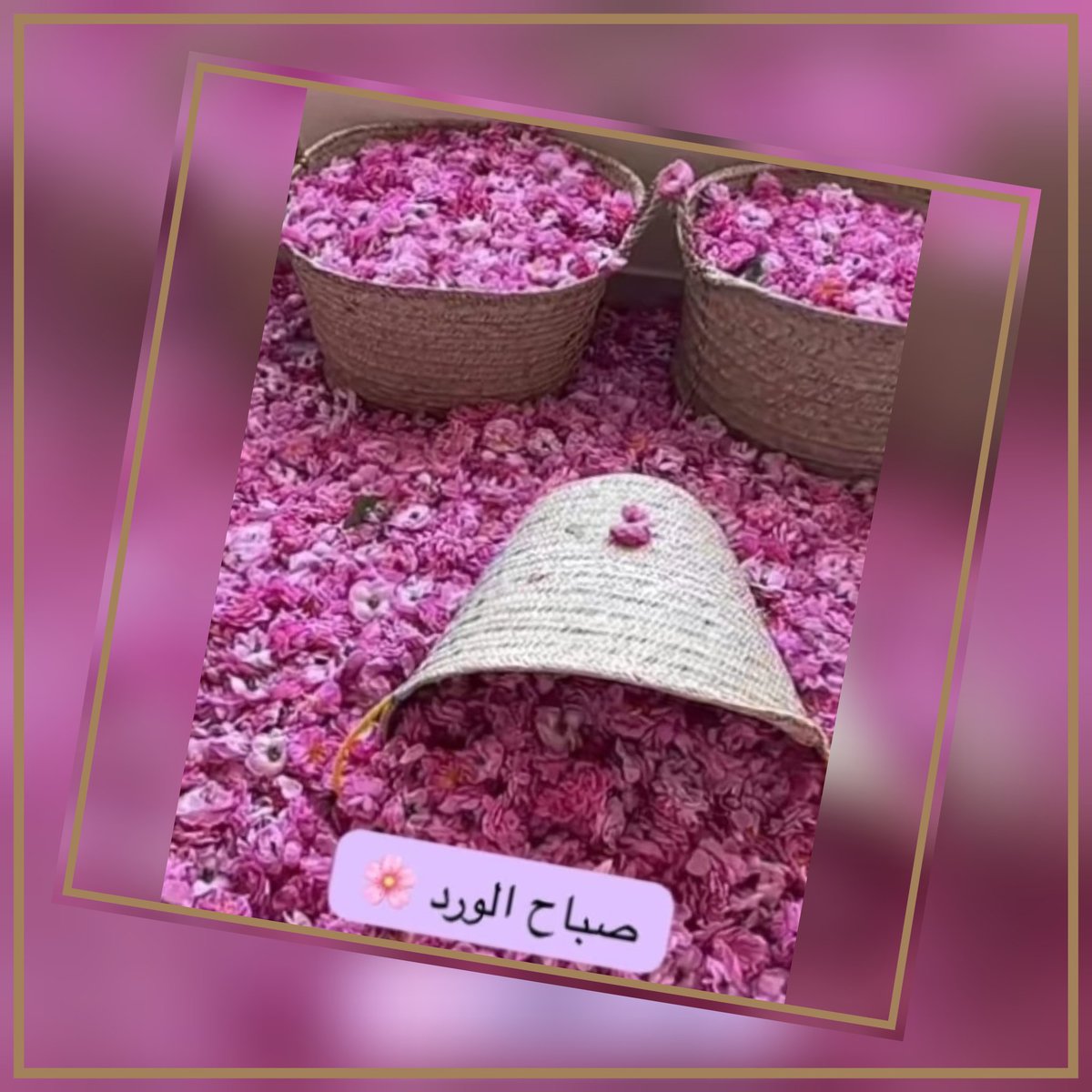 فريد مخلص tweet media