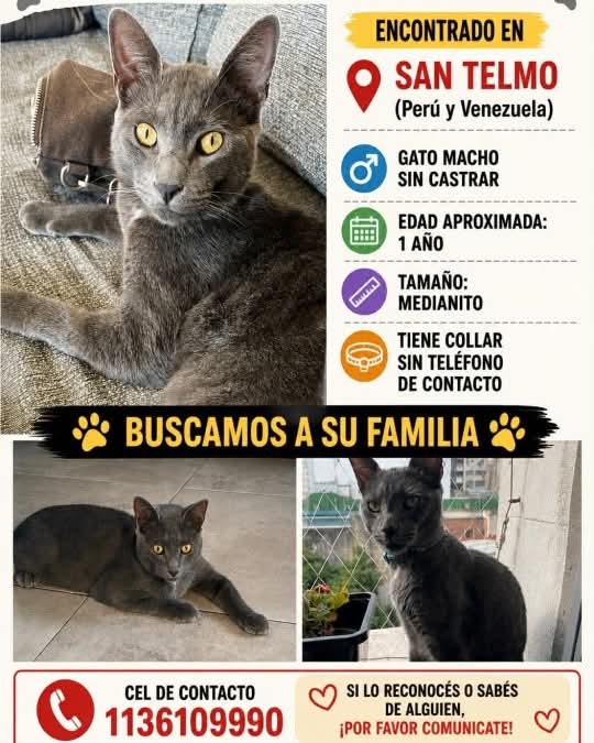 #Parecenperdidos 📢📢📢
RT RT RT 
PARECE PERDIDO EN SAN TELMO!
CONTACTO EN LA FOTO 
#gatitosperdidos