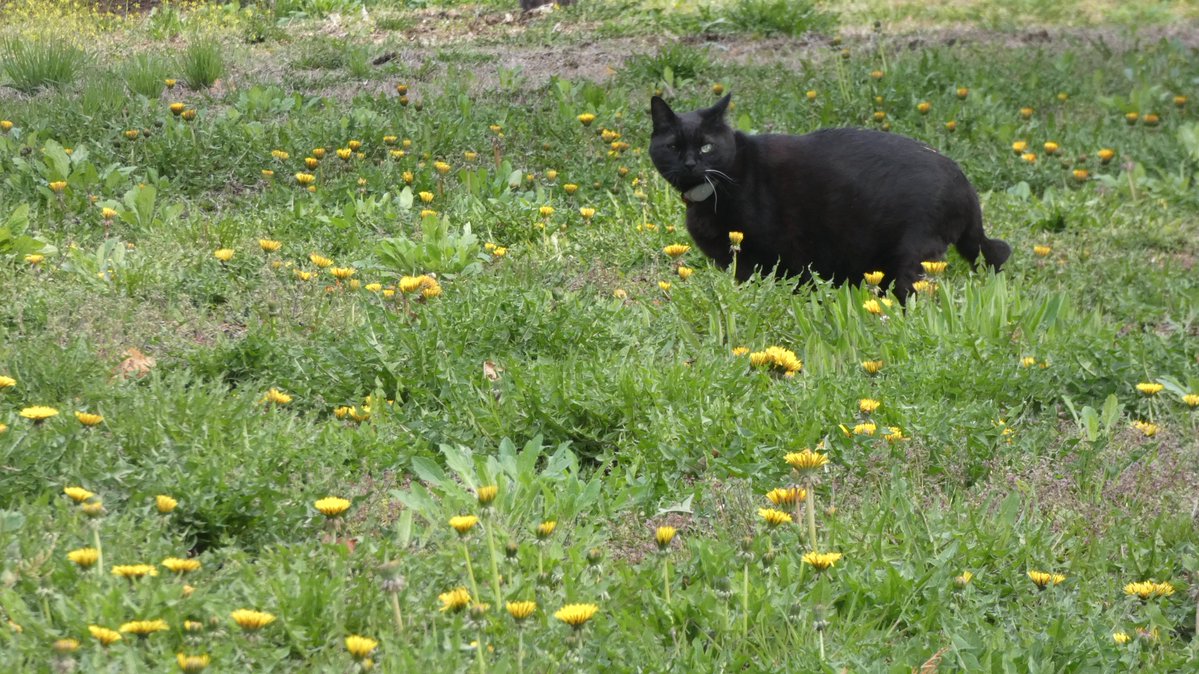 まびん＆ノワールとその仲間たち🐈‍⬛🕊 tweet media