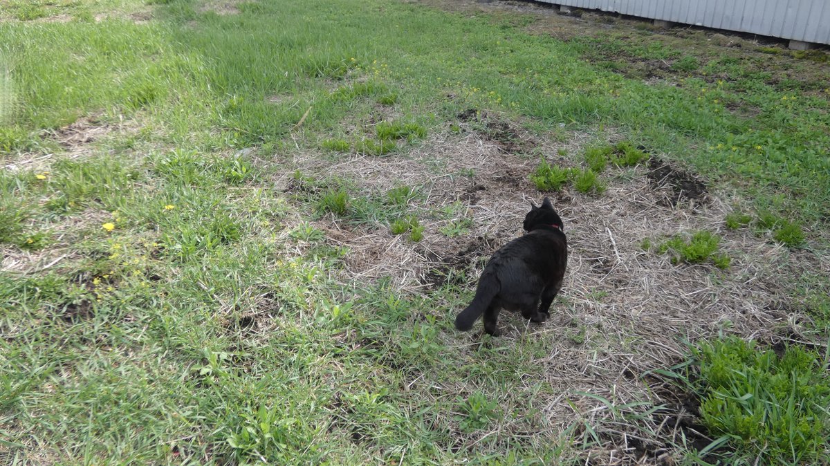 まびん＆ノワールとその仲間たち🐈‍⬛🕊 tweet media
