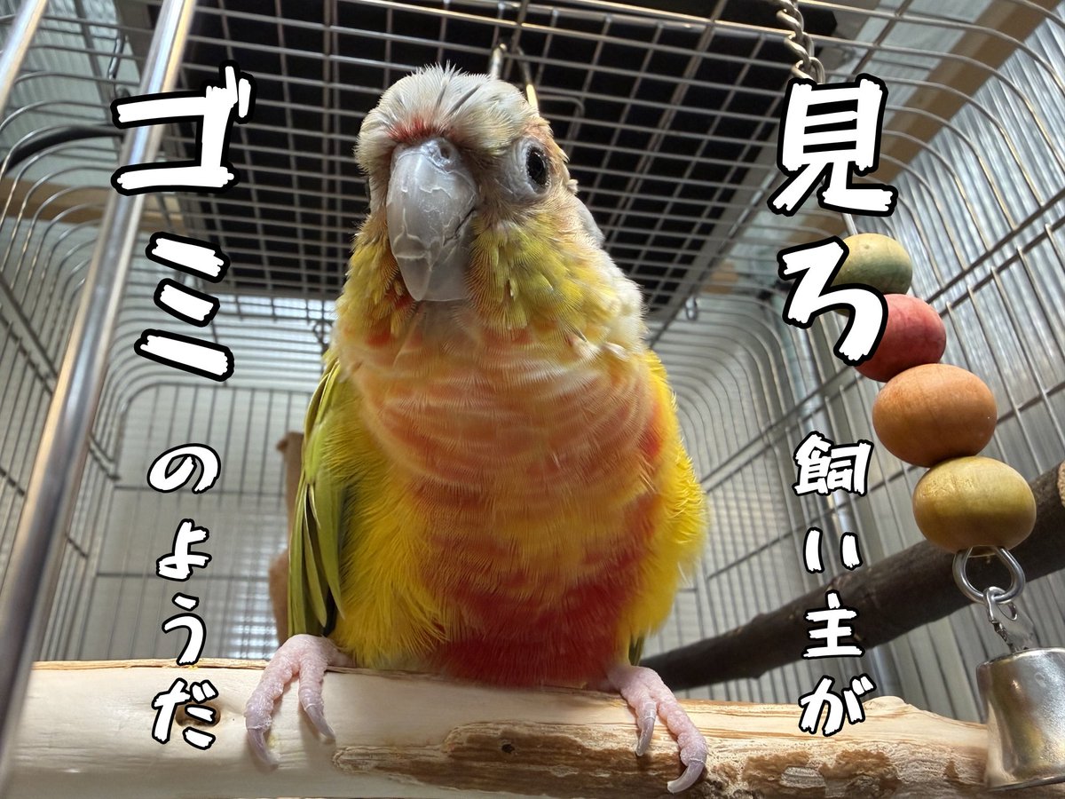 この家での頂点は、朕である。

#ウロコインコ